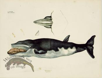 Goldfuss Humpback Whale